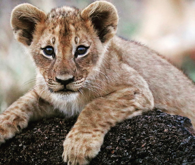 Refugio en Mozambique cuida a leones mutilados por cazadores