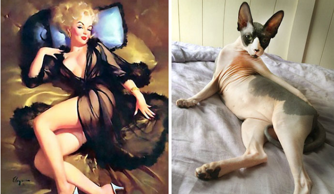 Divertidos gatos que posan como chicas pin-up (fotos)