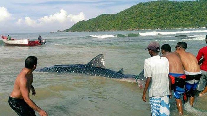 ¿ENCALLADO? al tiburón ballena de Puerto Francés lo habían atrapado para “echarle cuchillo”