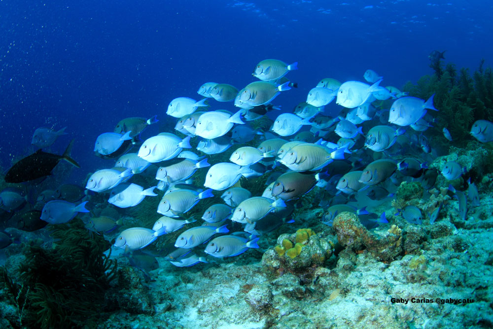 Una nueva hormona sexual en los peces podría ayudar en tratamientos de fertilidad