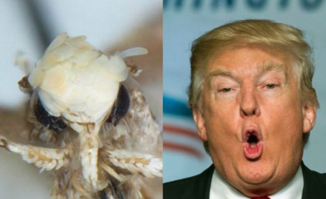 polilla trump