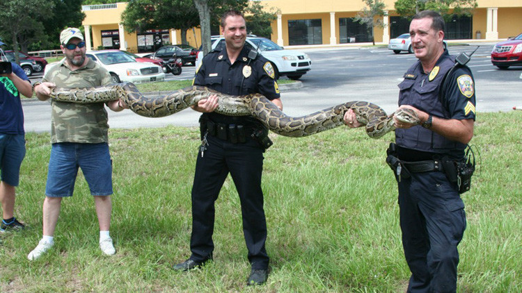 Florida combate un plaga de pitones gigantes con… ¡Hechizos antiguos!