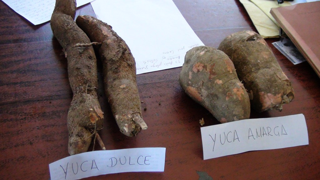 ¿Cómo diferenciar la yuca amarga de la dulce?