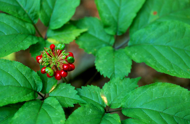 Diez plantas medicinales que te alejarán de los fármacos