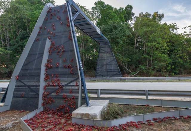 19. Puente para cangrejos en Australia