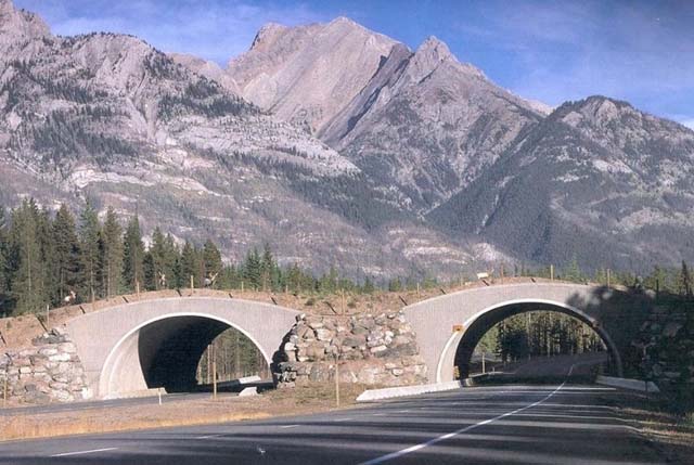 7. Paso para vida salvaje en Alberta, Canada