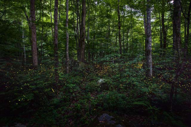 Parque nacional de las Grandes Montañas Humeantes, Tennessee, Estados Unidos Las luciérnagas Photinus carolinus son famosas por ser el único insecto bioluminiscente de América. Durante la temporada de apareamiento, que dura dos semanas por año, el bosque de las Montañas Humeantes se enciende con cientos de insectos que iluminan con distintos patrones. La temporada de apareamiento varía todos los años, ya que depende de la temperatura y de la humedad del suelo. En general, el pico de la temporada cae entre fines de mayo y fines de junio.