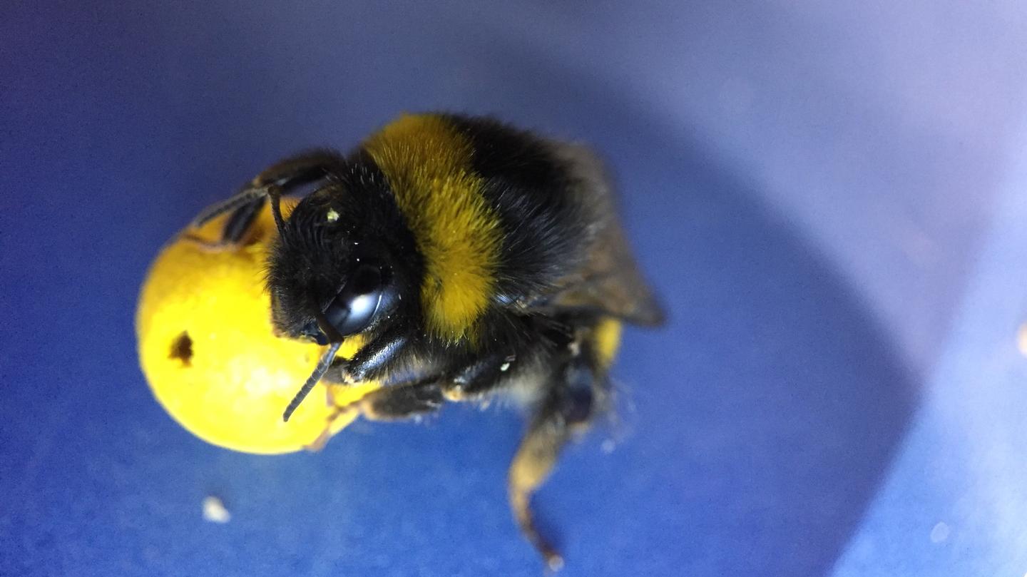 ¡Increíble! Lograron enseñarle fútbol a esta abeja (Video)