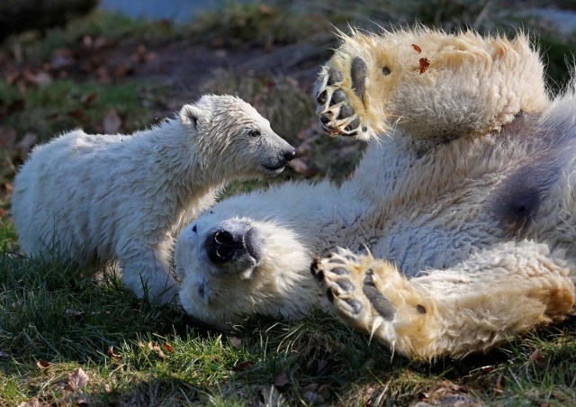 Female Polar bear cub Nanuq (polar bear in the Inuit language), born on November 7, 2016, is pictured with its mother Sesi during her first presentation to the public to mark international polar bear day at the zoo of Mulhouse, France, February 27, 2017. REUTERS/Vincent Kessler