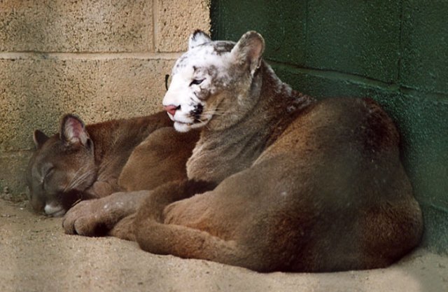 vitiligo-animals-photos-56-58b8151dc6451__700