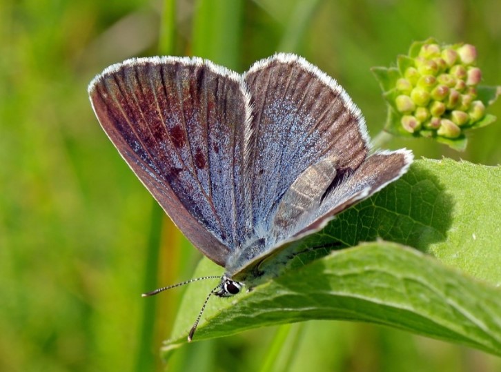 Lo encontraron culpable por matar a dos mariposas protegidas