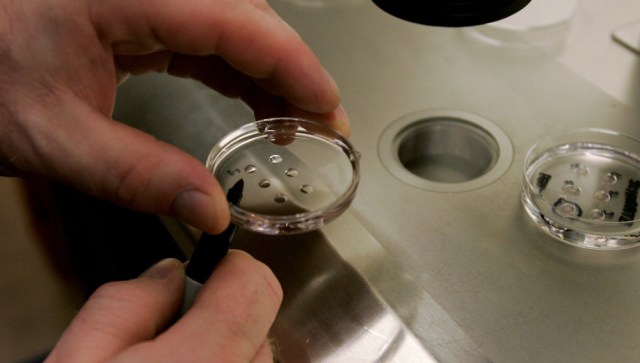 LA JOLLA, CA - FEBRUARY 28: Embryologist Ric Ross holds a dish with human embryos at the La Jolla IVF Clinic February 28, 2007 in La Jolla, California. The clinic accepts donated embryos from around the country through The Stem Cell resource which are then given to stem cell research labs for research. (Photo by Sandy Huffaker/Getty Images)