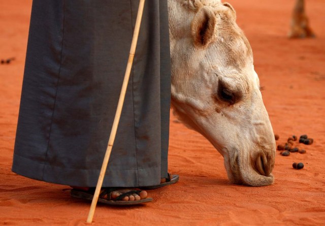 A man stands next to a camel during the King Abdulaziz Camel festival in Rimah governorate, north-east of Riyadh, Saudi Arabia, March 29, 2017. REUTERS/Faisal Al Nasser