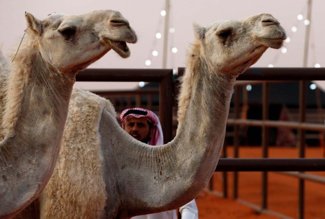 A man stands next to camels during the King Abdulaziz Camel Festival in Rimah Governorate, north-east of Riyadh, Saudi Arabia March 29, 2017. REUTERS/Faisal Al Nasser