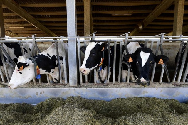 TO GO WITH AFP STORY BY CELINE CORNU A picture shows cows in the farm of the Shit Museum (Museum of Poop) at the Castelbosco castle of Gragnano Trebbiense, on march 28, 2017. The idea of the Shit Museum founded in 2015 by Italian Gianantonio Locatelli, came from a farm which makes milk for Grana Padano cheese with 3,500 cows producing around 50,000 litres of milk and 150,000 kilos of dung to be recycled. Under Locatelli?s management, this quantity of feces started to be transformed into a futuristic ecological, productive and cultural project. Using innovative systems, electrical energy started to be produced from the manure but also green fertilizer and objects made from "Merdacotta".  / AFP PHOTO / Miguel MEDINA