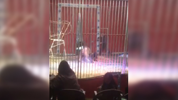 ¡Ay chamo!… La contó de milagro tras el feroz ataque de un león en pleno espectáculo (+Video)