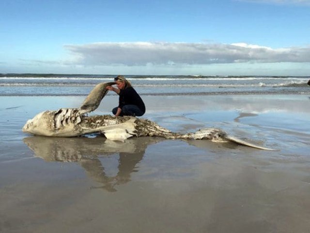 Tiburón muerto en Sudáfrica / Foto: Marine Dynamics