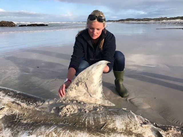 Tiburón muerto en Sudáfrica / Foto: Marine Dynamics