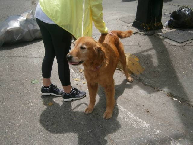 Hasta las mascotas trancaron este lunes en Caracas. Foto: @Daylijournal / LaPatilla.com