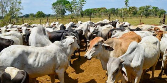 Gobierno amenaza con expropiar finca del presidente de Fedenaga, Carlos Albornoz