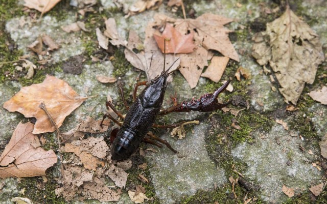 A red swamp crayfish (Procambarus clarkii) is pictured near the lake 'Neuen See' in Berlin Tiergarten on August 25, 2017. The recent proliferation of red swamp crayfish in Berlin, a species classified as invasive and harmful, worries specialists who warn about the damage it could cause to the ecosystems of the German capital. / AFP PHOTO / Odd ANDERSEN