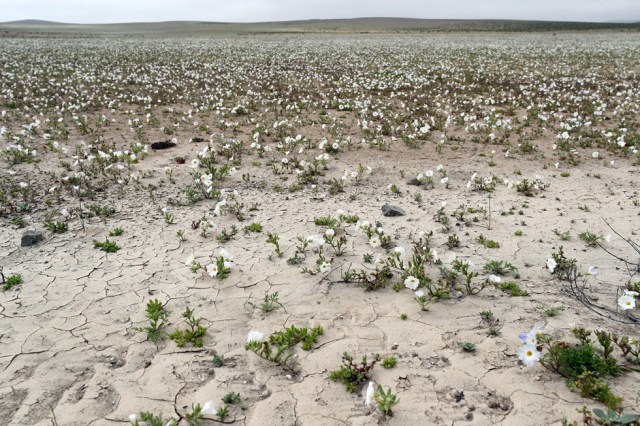 CH05. ATACAMA (CHILE), 21/08/2017.- Vista de flores en el desierto de Atacama (Chile), hoy, lunes 21 de agosto de 2017. Las intensas y sorpresivas precipitaciones registradas en las regiones del norte de Chile durante los meses del invierno austral dieron paso al deslumbrante desierto florido en Atacama, el más árido y soleado del mundo. Este fenómeno, que ocurre con una distancia de cinco o siete años, pero que se ha vuelto recurrente debido a la presencia de el fenómeno climatológico El Niño, atrae a miles de turistas con sus más de 200 especies florales y fauna endémica. EFE/Mario Ruiz