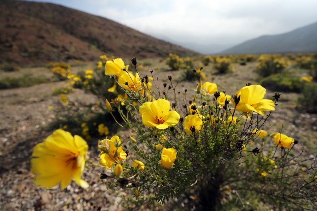 CH08. ATACAMA (CHILE), 21/08/2017.- Vista de flores en el desierto de Atacama (Chile), hoy, lunes 21 de agosto de 2017. Las intensas y sorpresivas precipitaciones registradas en las regiones del norte de Chile durante los meses del invierno austral dieron paso al deslumbrante desierto florido en Atacama, el más árido y soleado del mundo. Este fenómeno, que ocurre con una distancia de cinco o siete años, pero que se ha vuelto recurrente debido a la presencia de el fenómeno climatológico El Niño, atrae a miles de turistas con sus más de 200 especies florales y fauna endémica. EFE/Mario Ruiz