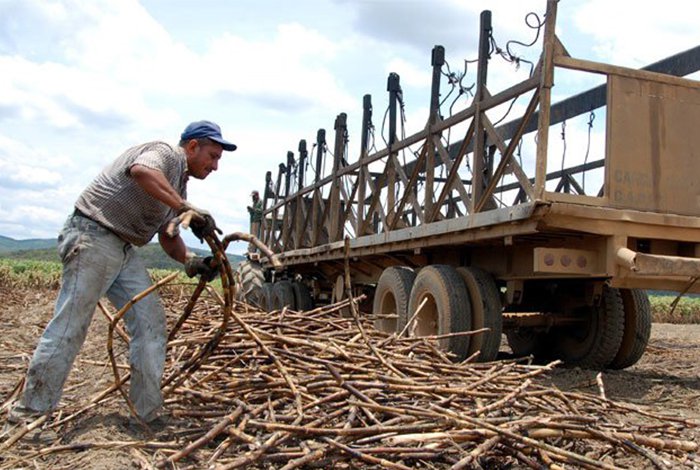 Próxima zafra de caña de azúcar en Venezuela será peor que las anteriores