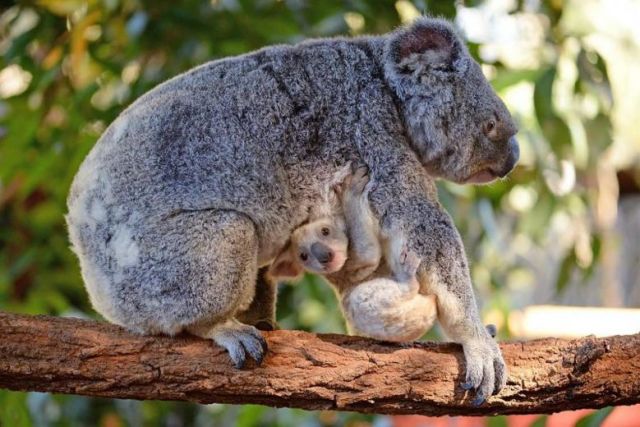 koala2