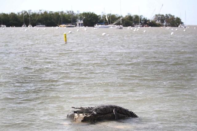 MIAMI, FL - SEPTEMBER 11: A crocodile is seen at the Dinner Key marina after hurricane Irma passed through the area on September 11, 2017 in Miami, Florida. Hurricane Irma made landfall in the Florida Keys as a Category 4 storm on Sunday, lashing the state with 130 mph winds as it moved up the coast. Joe Raedle/Getty Images/AFP