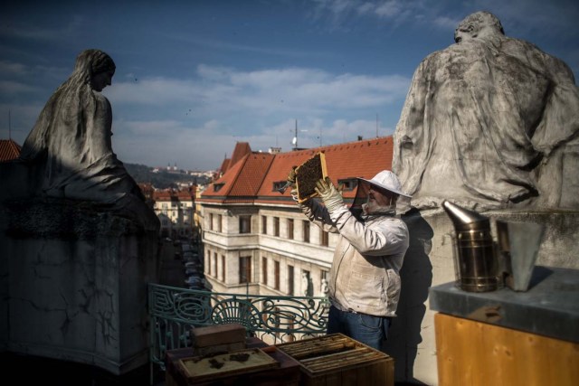 GAM01 PRAGA (R. CHECA), 27/09/2017.- Un apicultor revisa un panal de abejas en la azotea del Ayuntamiento de Praga (República Checa) hoy, 27 de septiembre de 2017. Los seis paneles colocados en dicha azotea han producido 250kg de miel desde su colocación hace un año. EFE/MARTIN DIVISEK