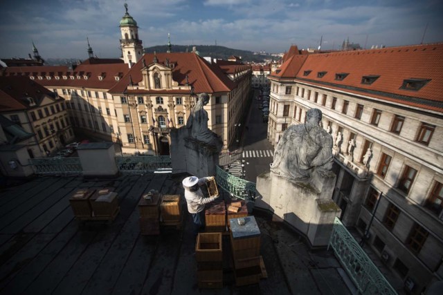 GAM22 PRAGA (R. CHECA), 27/09/2017.- Un apicultor revisa un panal de abejas en la azotea del Ayuntamiento de Praga (República Checa) hoy, 27 de septiembre de 2017. Los seis paneles colocados en dicha azotea han producido 250 kg de miel desde su colocación hace un año. EFE/MARTIN DIVISEK