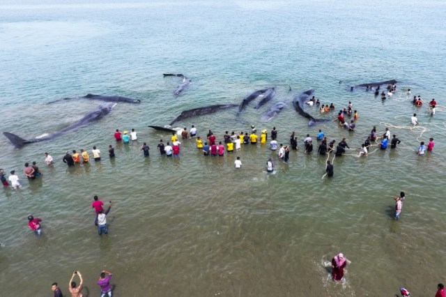 This general picture taken by a drone camera shows Indonesian officers from Nature Conservation Agency (BKSDA) and environmental activists trying to refloat nine stranded sperm whales in Aceh Besar on November 13, 2017. / AFP PHOTO / CHAIDEER MAHYUDDIN