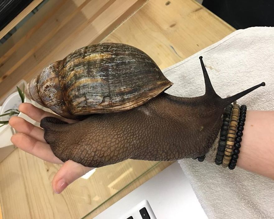 ¡ASCO! Conoce el caracol más grande del planeta (fotos)