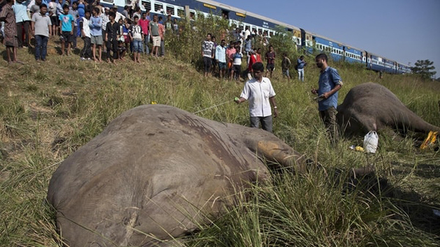 Santo Padre… Dos elefantes murieron al ser atropellados por un tren (FOTOS)