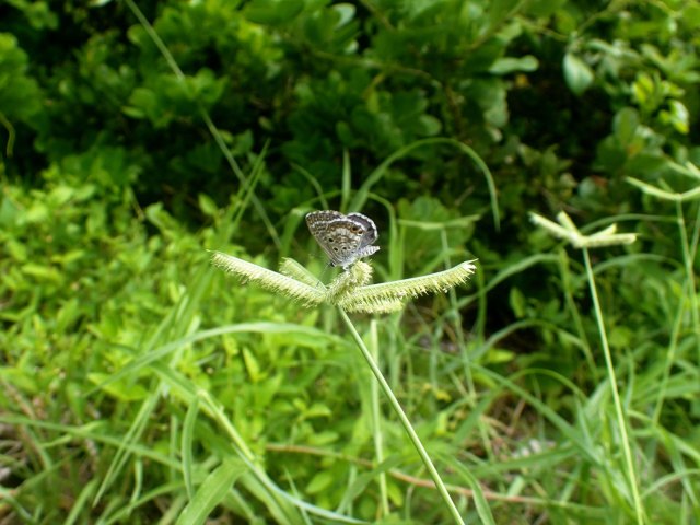 Fotografía sin fecha, cedida hoy, sábado 4 de noviembre de 2017, por el Museo de Historia Natural de la Florida (EE.UU.), de una mariposa azul de Miami, uno de los insectos más escasos de Estados Unidos 