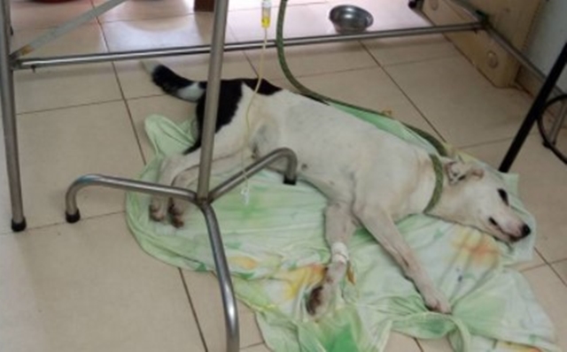 ¡Ay! Perrita muere de tristeza, mira por qué