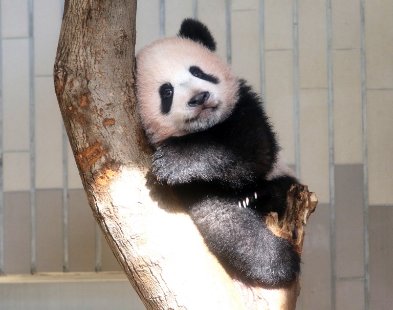 Un bebé panda nacido en Japón se estrena ante la prensa