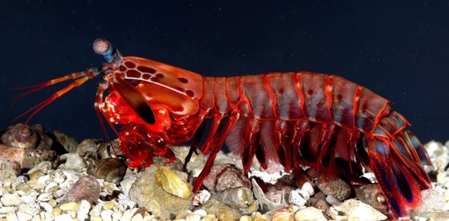 Este camarón tiene un arma muy seria: poderosas garras similares a martillos, que no sólo son extremadamente agudos, sino que también pueden alcanzar una velocidad de 53 millas por hora desde su punto de partida. Los científicos tienen que mantenerlos en jaulas muy gruesas de plástico, porque las especies más grandes son capaces hasta de atravesar un acuario de vidrio.