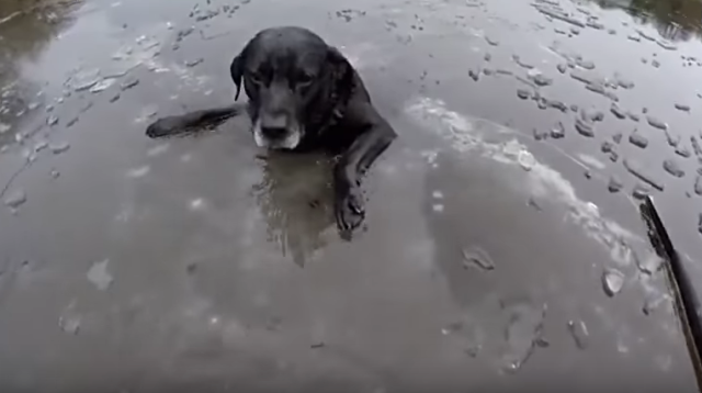 Perro rio hielo