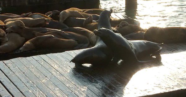 Leones marinos atacan a los bañistas en la bahía de San Francisco