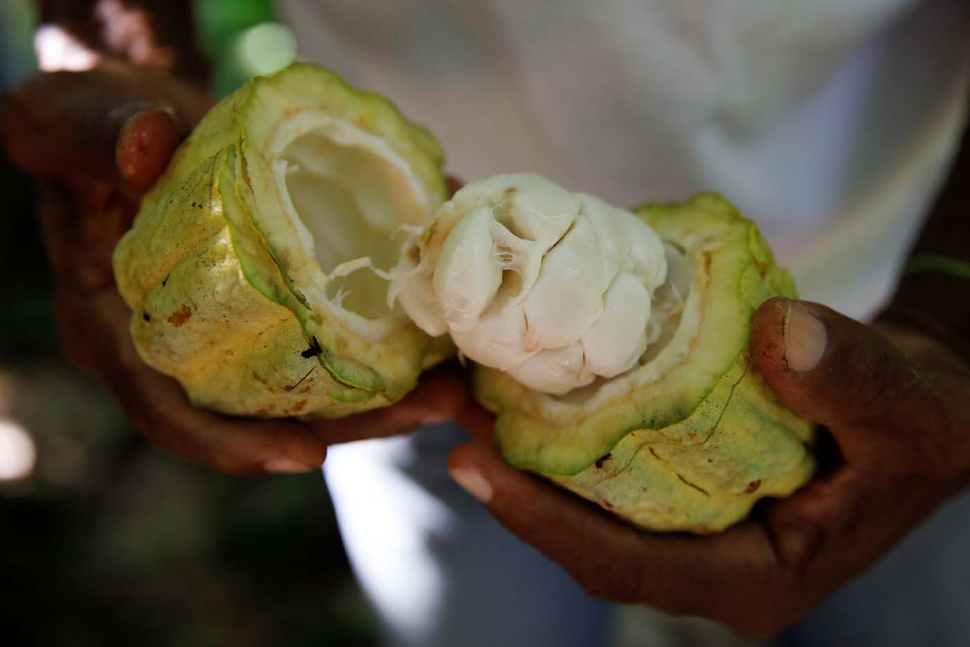 ¿Adiós chocolate? Ahora el gobierno de Maduro también quiere comercializar el cacao