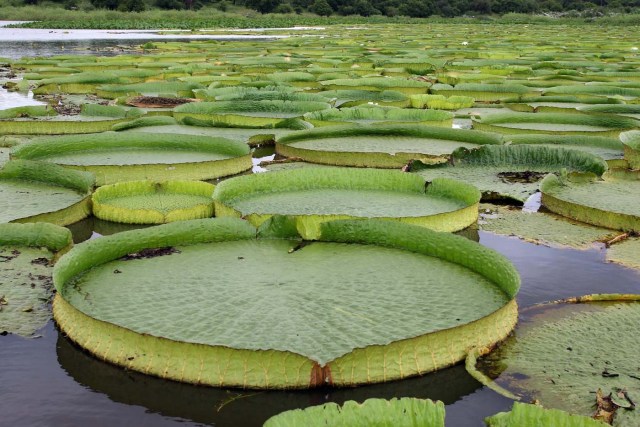 ACOMPAÑA CRÓNICA: PARAGUAY MEDIOAMBIENTE - ASU03. LIMPIO (PARAGUAY), 10/01/2018.- Vista de las plantas acuáticas conocidas en guaraní como Yakare Yrupe hoy, miércoles 10 de enero de 2018, en la localidad de Limpio, ciudad a 23 kilómetros de Asunción (Paraguay). Un manto verdoso de lirios sobre el agua de una laguna cercana al río Paraguay en la localidad de Limpio, a 30 kilómetros al norte de Asunción, se convirtió estos días en un repentino reclamo turístico para miles de personas que acudieron a presenciar esta sorpresiva maravilla natural. EFE/Andrés Cristaldo