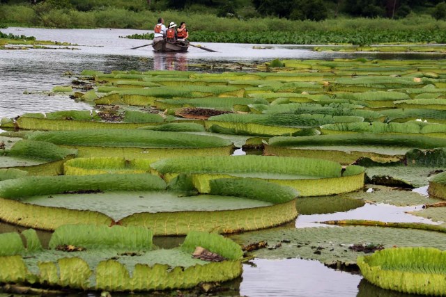 ACOMPAÑA CRÓNICA: PARAGUAY MEDIOAMBIENTE - ASU04. LIMPIO (PARAGUAY), 10/01/2018.- Turistas navegan junto a las plantas acuáticas conocidas en guaraní como Yakare Yrupe hoy, miércoles 10 de enero de 2018, en la localidad de Limpio, ciudad a 23 kilómetros de Asunción (Paraguay). Un manto verdoso de lirios sobre el agua de una laguna cercana al río Paraguay en la localidad de Limpio, a 30 kilómetros al norte de Asunción, se convirtió estos días en un repentino reclamo turístico para miles de personas que acudieron a presenciar esta sorpresiva maravilla natural. EFE/Andrés Cristaldo