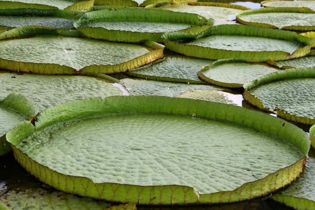 ACOMPAÑA CRÓNICA: PARAGUAY MEDIOAMBIENTE - ASU06. LIMPIO (PARAGUAY), 10/01/2018.- Vista de las plantas acuáticas conocidas en guaraní como Yakare Yrupe hoy, miércoles 10 de enero de 2018, en la localidad de Limpio, ciudad a 23 kilómetros de Asunción (Paraguay). Un manto verdoso de lirios sobre el agua de una laguna cercana al río Paraguay en la localidad de Limpio, a 30 kilómetros al norte de Asunción, se convirtió estos días en un repentino reclamo turístico para miles de personas que acudieron a presenciar esta sorpresiva maravilla natural. EFE/Andrés Cristaldo