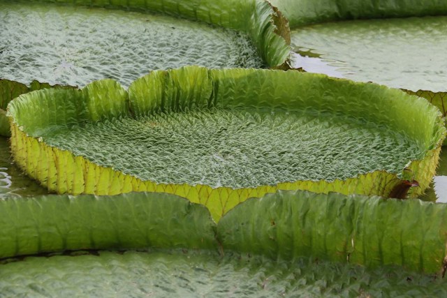 ACOMPAÑA CRÓNICA: PARAGUAY MEDIOAMBIENTE - ASU07. LIMPIO (PARAGUAY), 10/01/2018.- Vista de las plantas acuáticas conocidas en guaraní como Yakare Yrupe hoy, miércoles 10 de enero de 2018, en la localidad de Limpio, ciudad a 23 kilómetros de Asunción (Paraguay). Un manto verdoso de lirios sobre el agua de una laguna cercana al río Paraguay en la localidad de Limpio, a 30 kilómetros al norte de Asunción, se convirtió estos días en un repentino reclamo turístico para miles de personas que acudieron a presenciar esta sorpresiva maravilla natural. EFE/Andrés Cristaldo