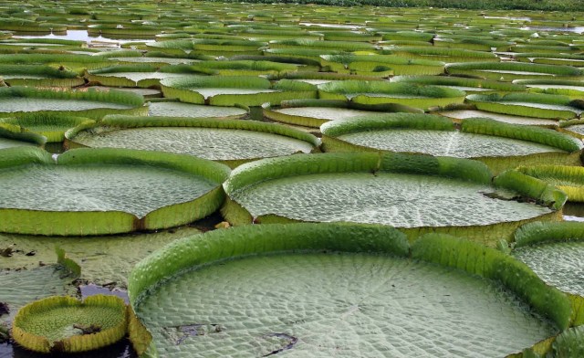 ACOMPAÑA CRÓNICA: PARAGUAY MEDIOAMBIENTE - ASU10. LIMPIO (PARAGUAY), 10/01/2018.- Vista de las plantas acuáticas conocidas en guaraní como Yakare Yrupe hoy, miércoles 10 de enero de 2018, en la localidad de Limpio, ciudad a 23 kilómetros de Asunción (Paraguay). Un manto verdoso de lirios sobre el agua de una laguna cercana al río Paraguay en la localidad de Limpio, a 30 kilómetros al norte de Asunción, se convirtió estos días en un repentino reclamo turístico para miles de personas que acudieron a presenciar esta sorpresiva maravilla natural. EFE/Andrés Cristaldo