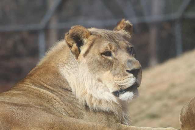 (Oklahoma City Zoo)