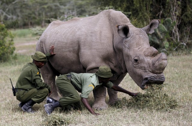 FILE PHOTO: Los guardianes ayudan al último rinoceronte blanco del norte, hombre sobreviviente, llamado 'Sudán' mientras pasta en la conservación Ol Pejeta en el parque nacional Laikipia, Kenia 14 de junio de 2015. REUTERS / Thomas Mukoya / Foto de archivo