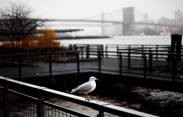 Una gaviota en el borde de la orilla del río Este, durante una tormenta de nieve en Nueva York (Estados Unidos) hoy, 2 de marzo de 2018. Se espera que la tormenta deje inundaciones en ciudades costeras del este del país. EFE/ Justin Lane